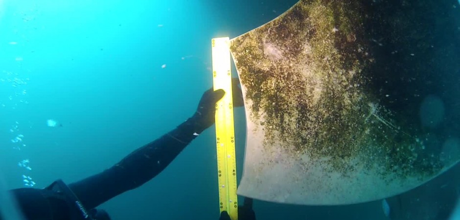 Underwater Surveys